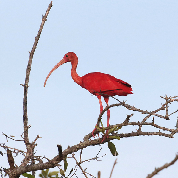 Scarlet Ibis